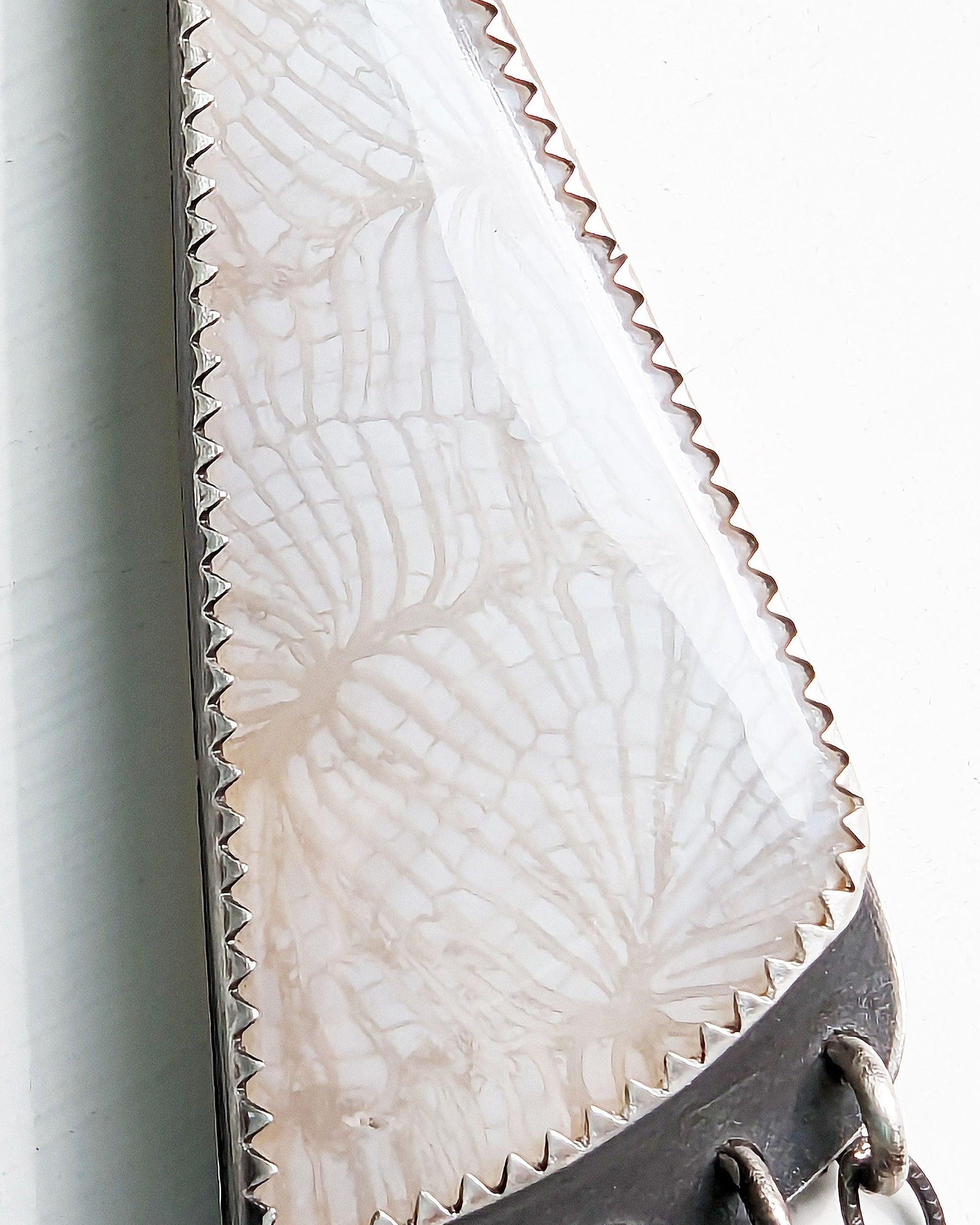 Close up of  white fossil coral